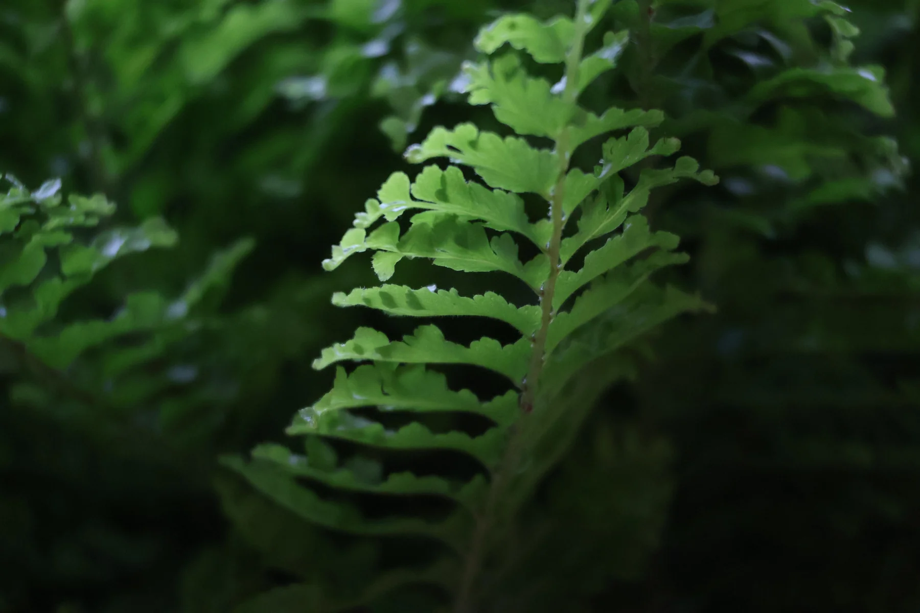 A green fern in a dark forest