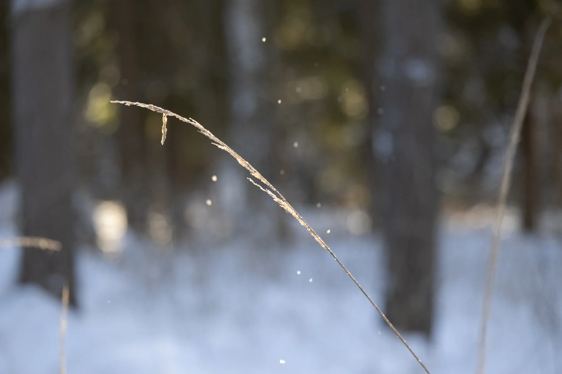 A dry grass stem catching winter light