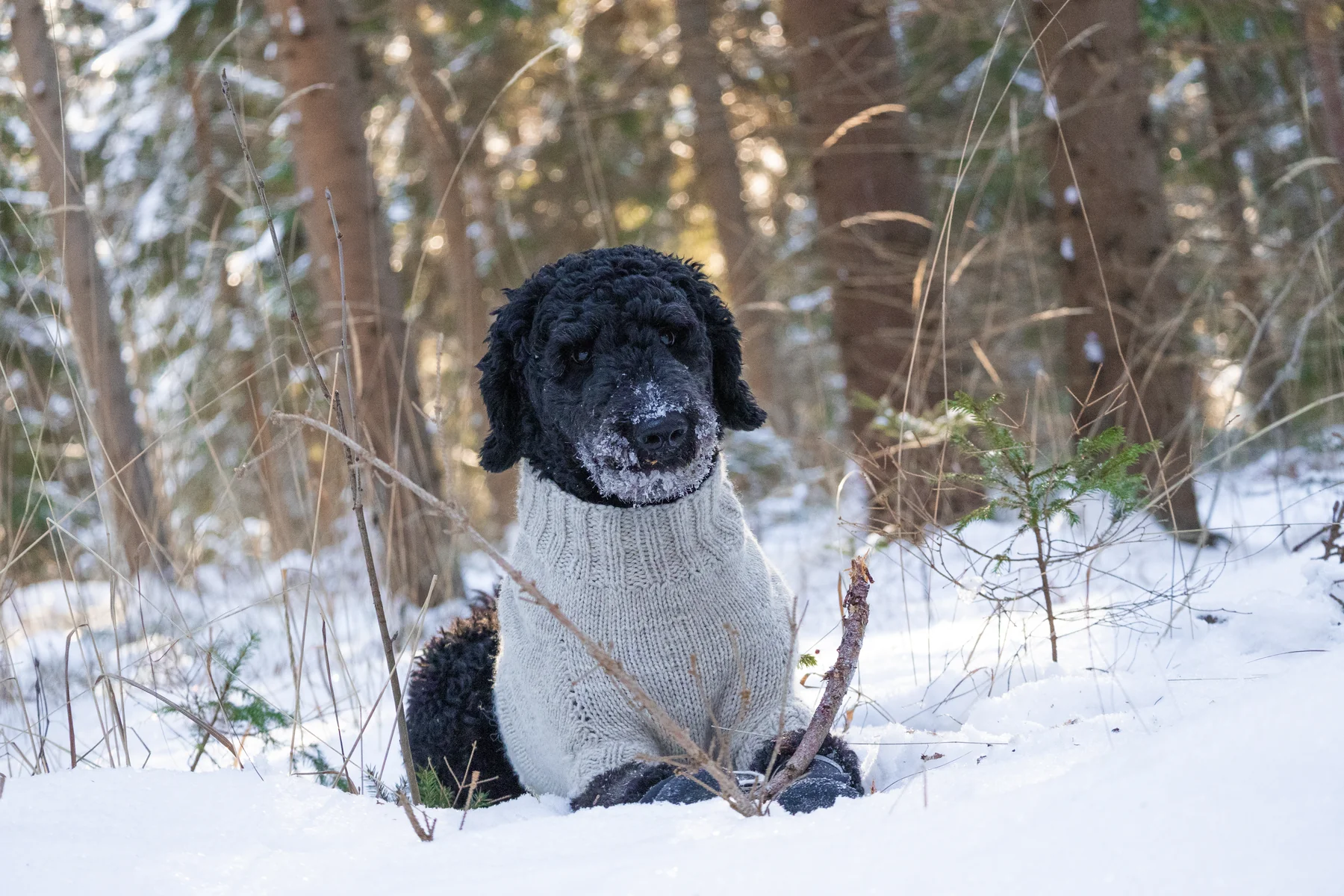 A black dog sitting in snow
