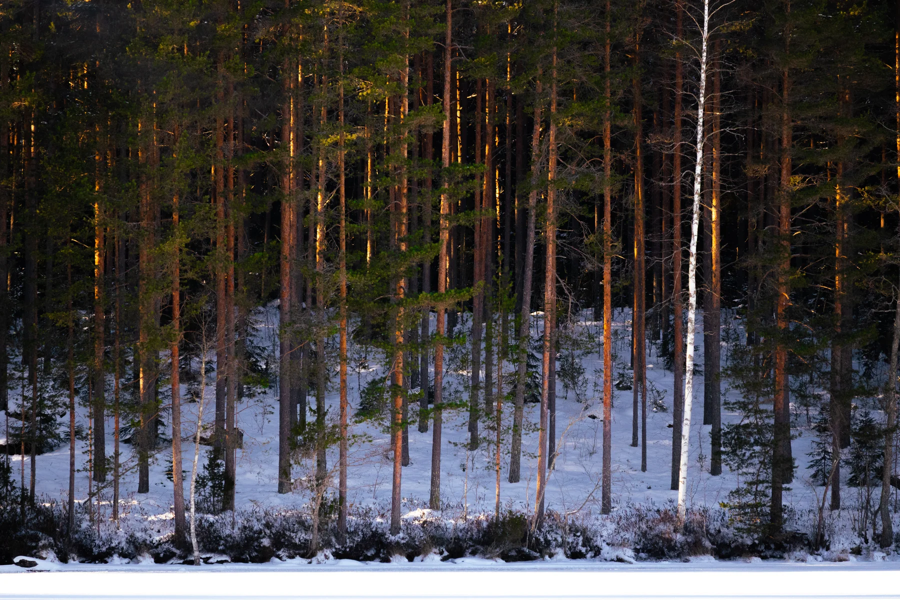 Sunlit pine trees in winter