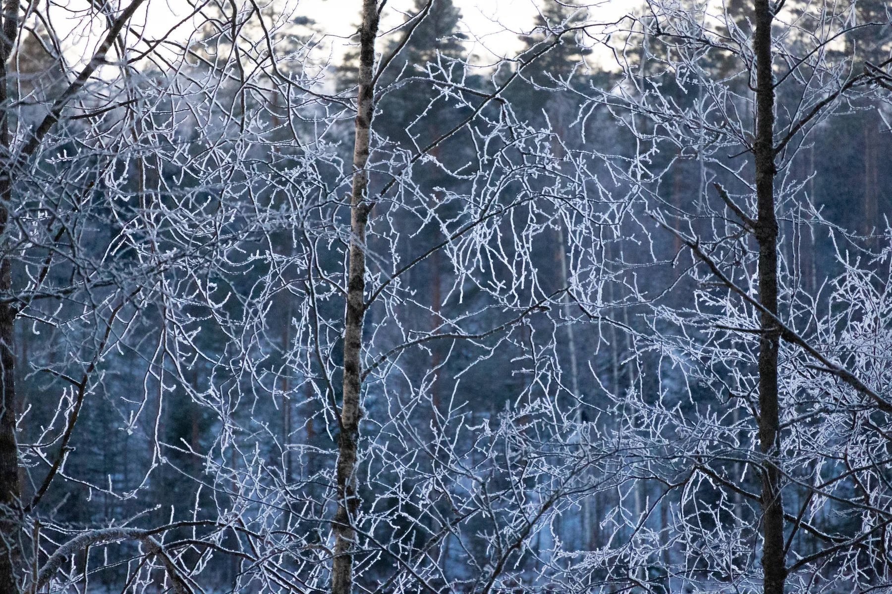 Frost tracing a dense web through bare branches