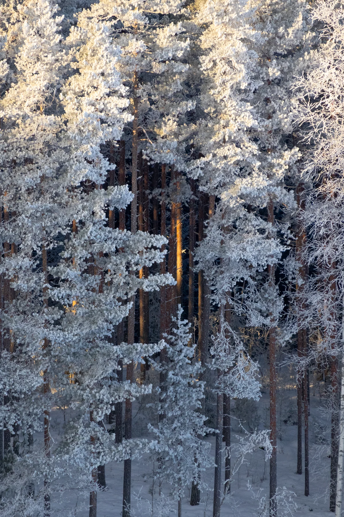 Frost-covered trees