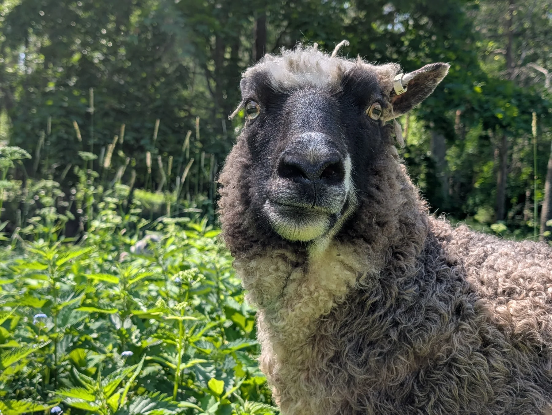 A curious sheep looking into the camera