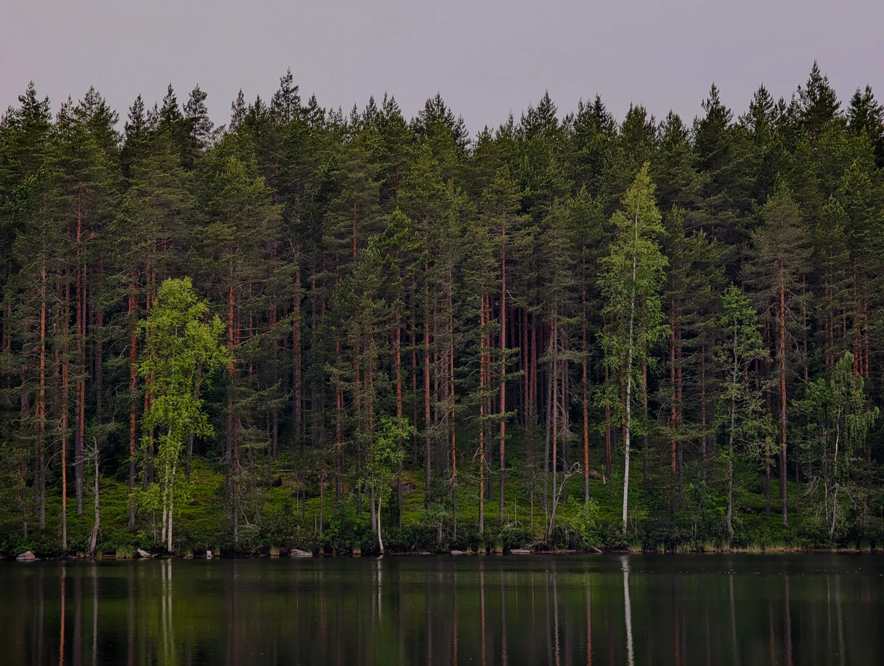 Trees reflected in a still lake