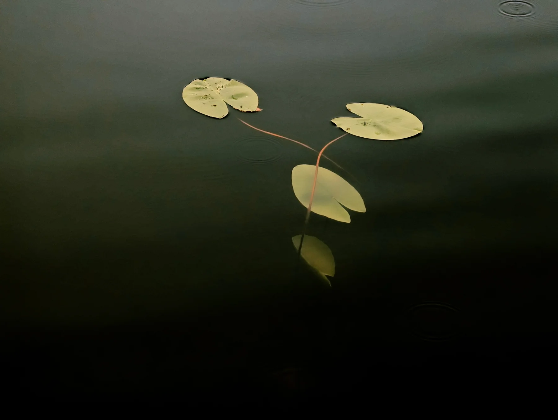 Lily pads floating on dark water