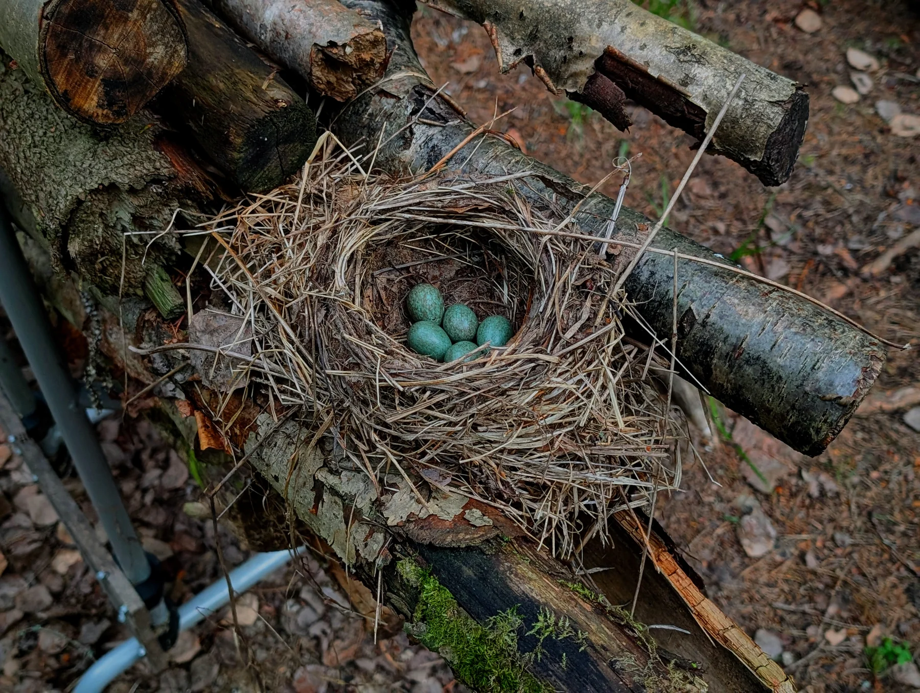 A bird’s nest holding three blue eggs