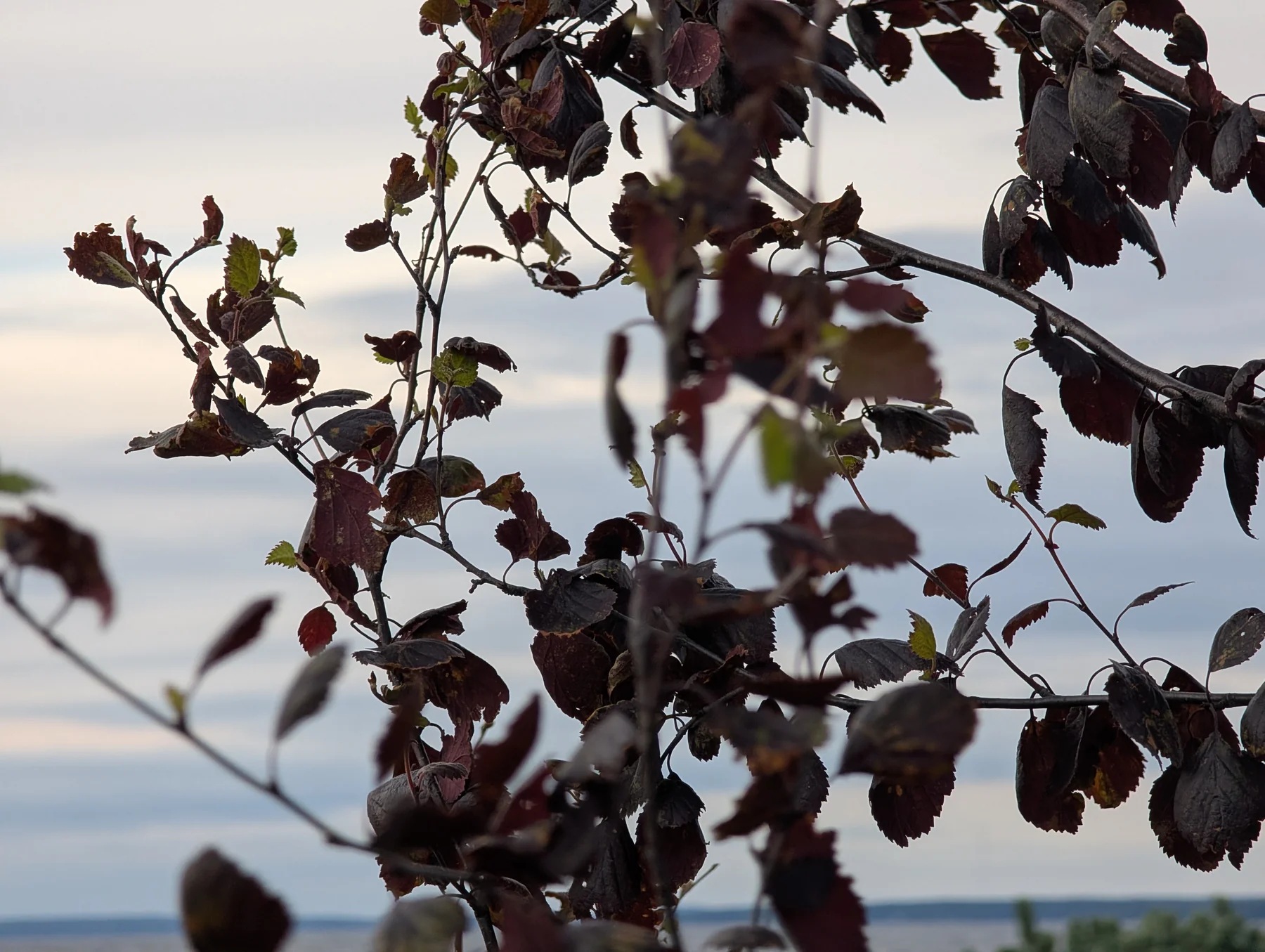 Dark leaves against a pale sky