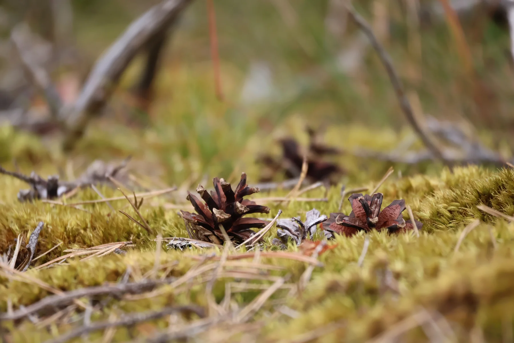 A pine cone among moss and grass