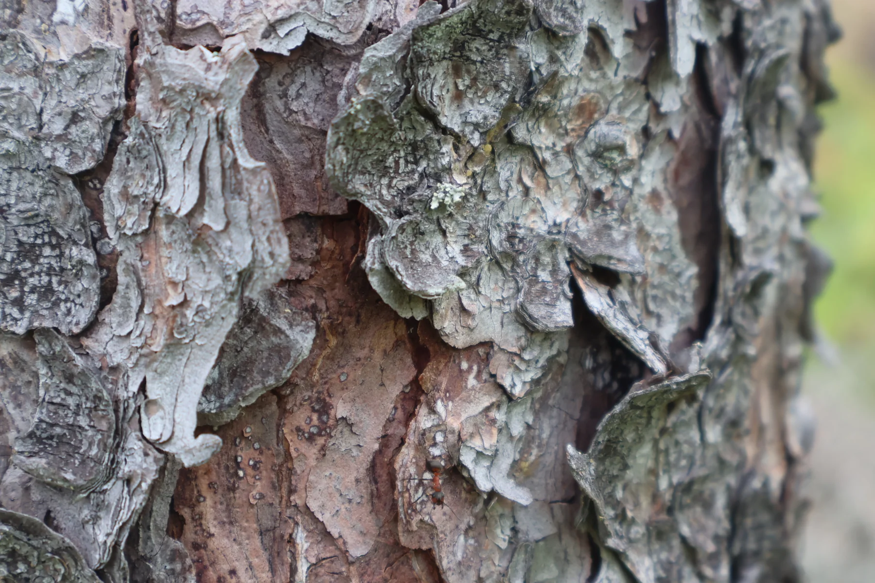 Layers of peeling tree bark