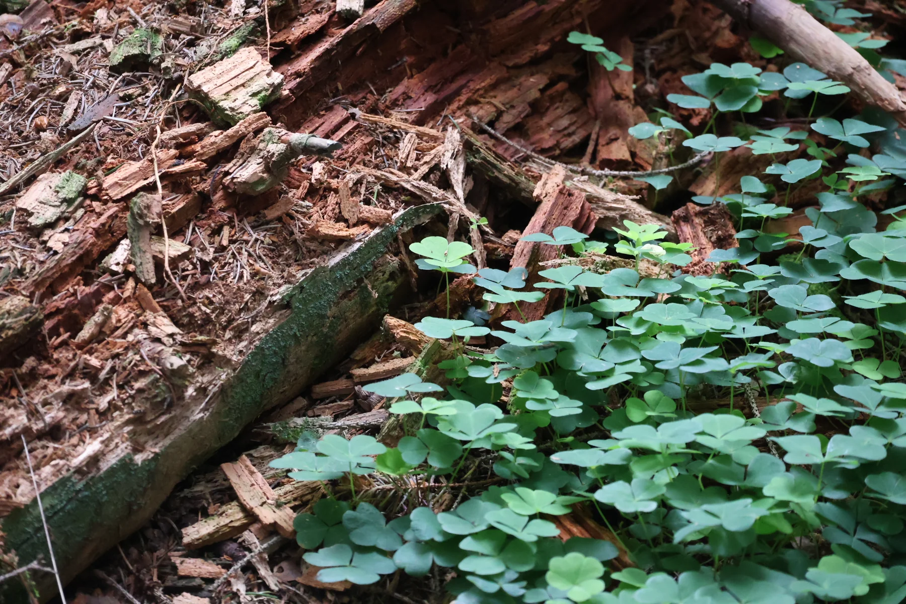 Small green leaves across a forest floor